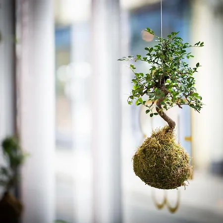 The Black Bull Отель 5*