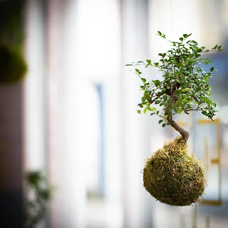 Hotel The Black Bull